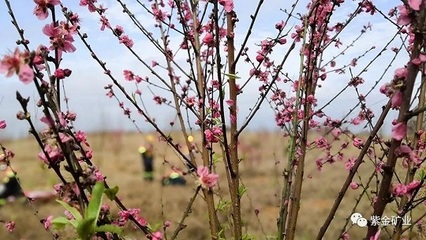 紫金礦業 讓水更清、山更綠、礦山更美麗——文化藝術交流咨詢